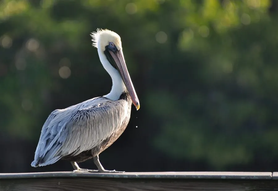 A pelican standing on a wooden railing with a blurred green background.