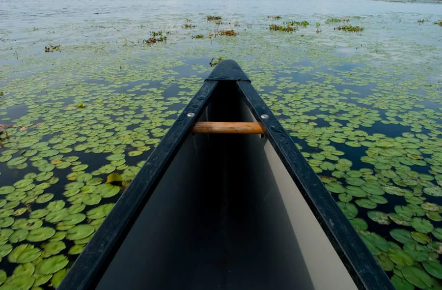 View from inside a black canoe floating on a lake covered with green lily pads.