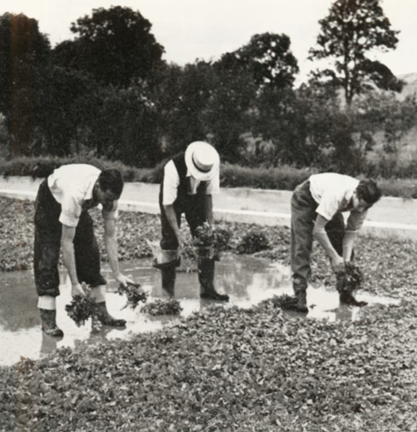 Three men standing in a flooded field harvesting water plants, with trees in the background, in a black and white photo.