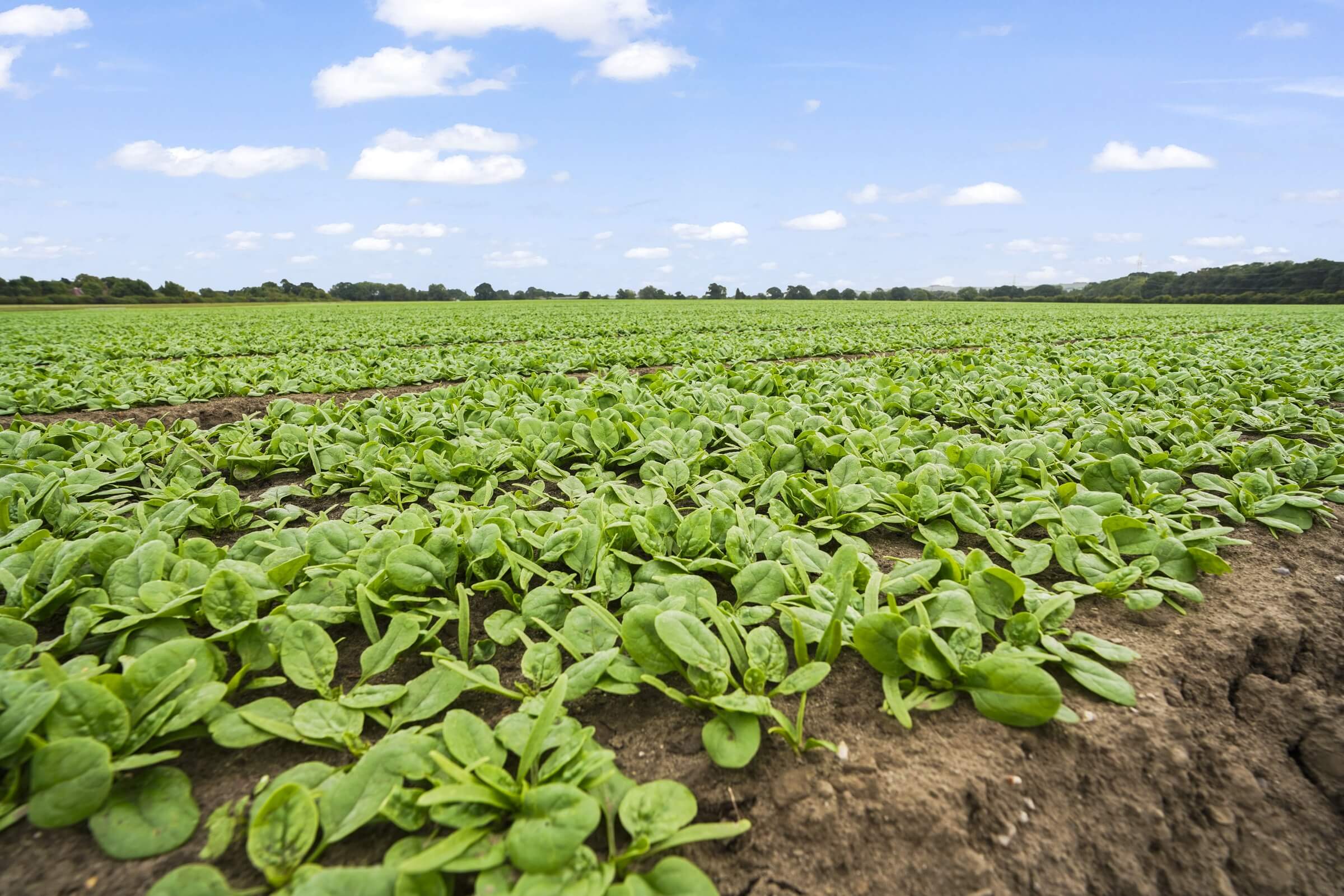 Spinach leaves close up