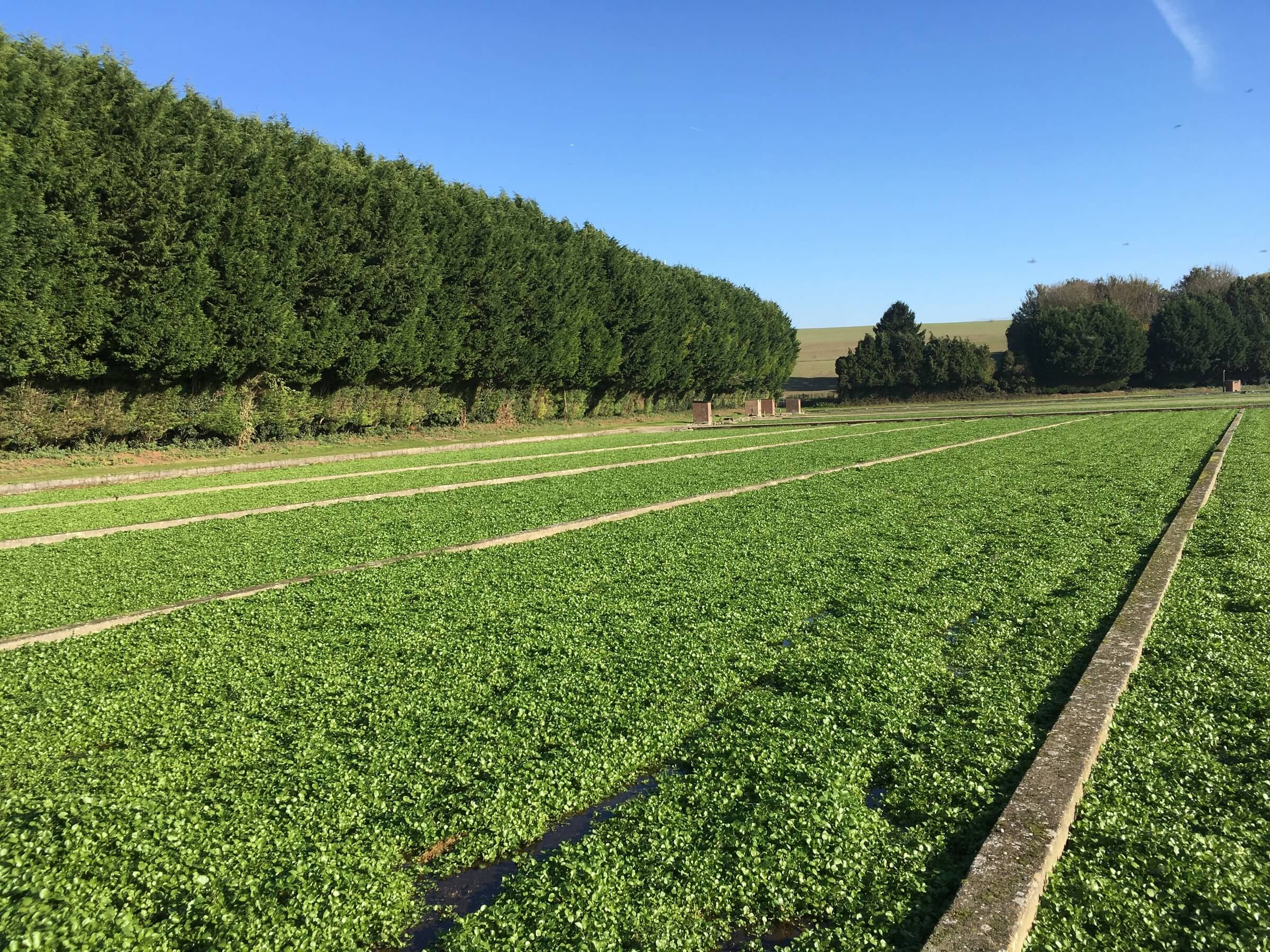 Watercress field