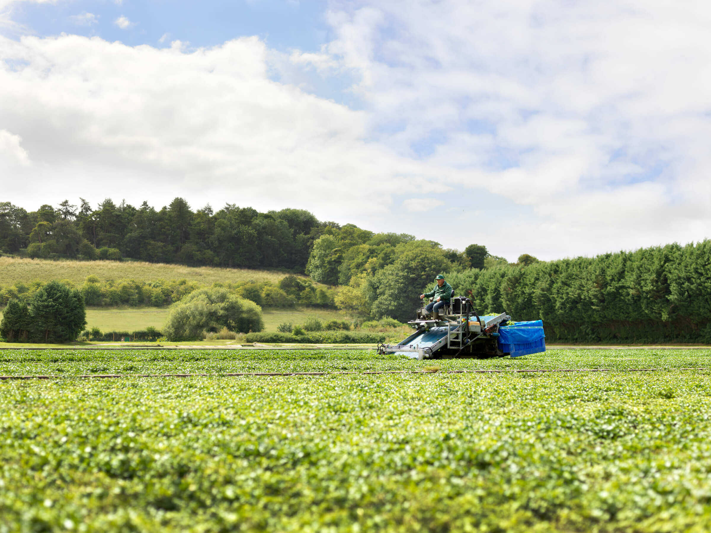 Harvester in field