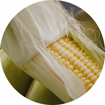 Fresh corn on the cob partially husked, showing yellow kernels with green husks surrounding it.