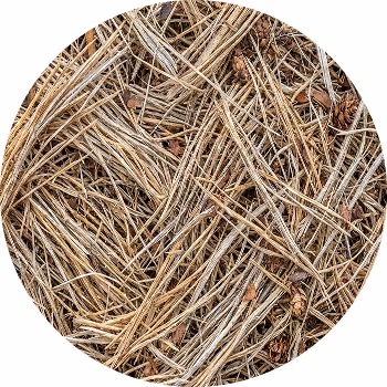 Close-up of dry pine needles and small pine cones scattered on the ground.
