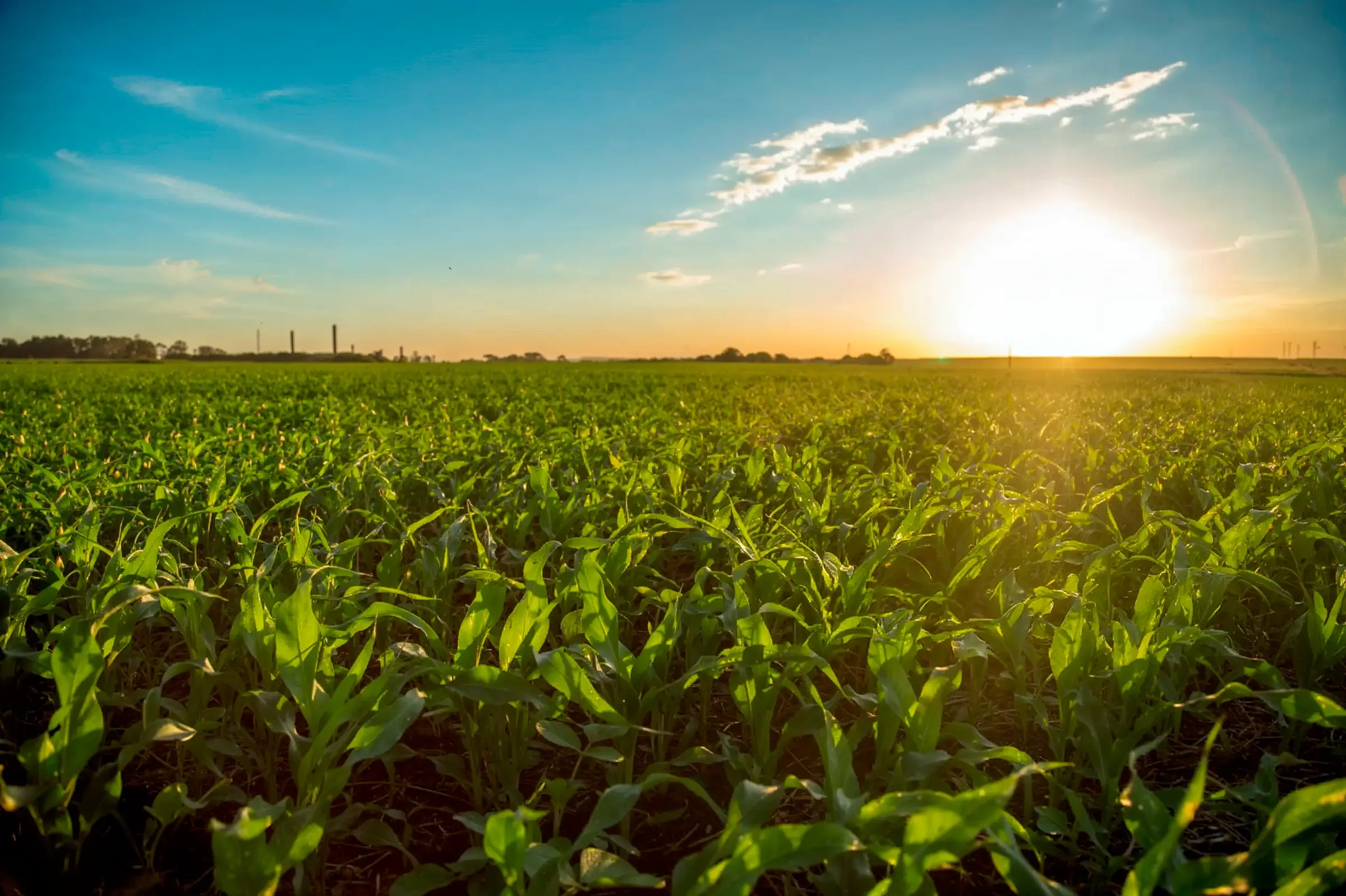 A crop field in a rural area