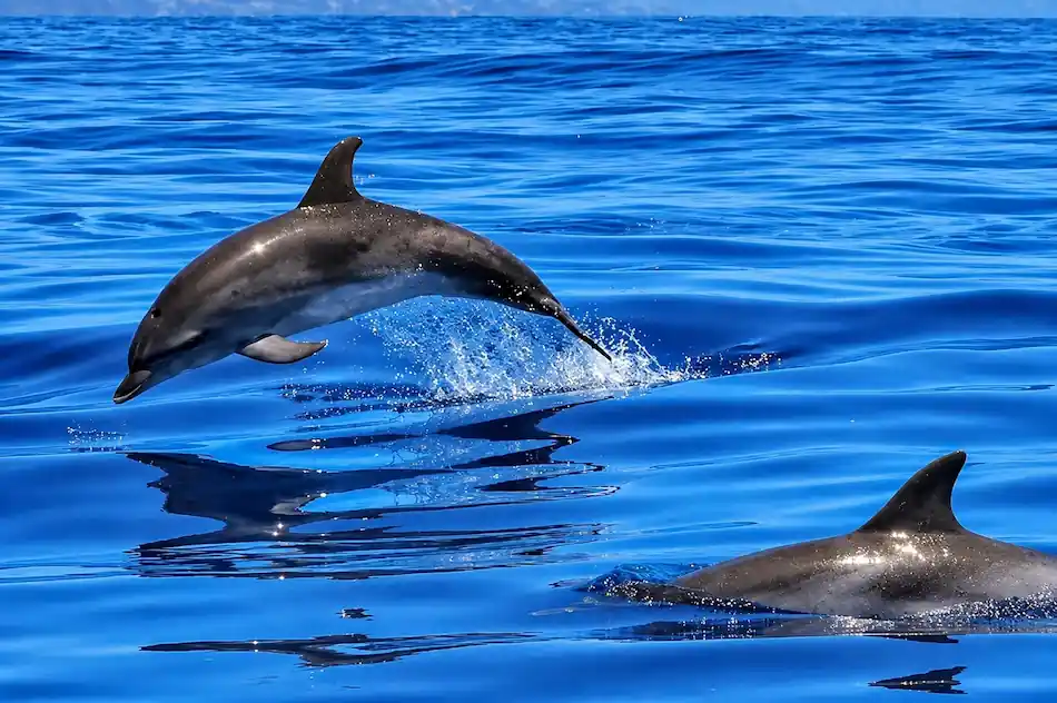 Dos delfines saltando por el mar