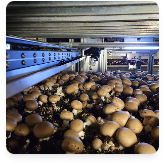Mycionics robotics lab at Whitecrest Mushrooms