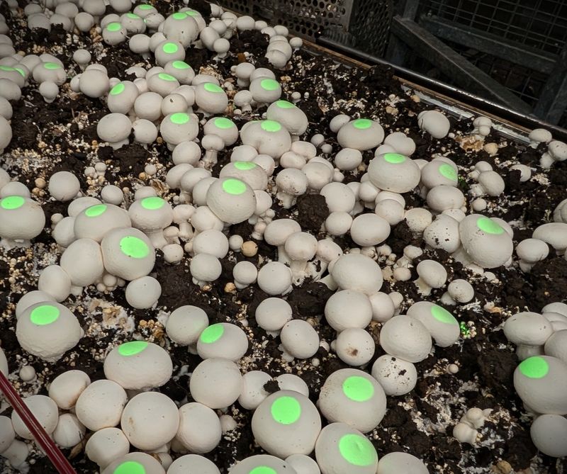 Crop Scout vision system marking mushrooms on a bed