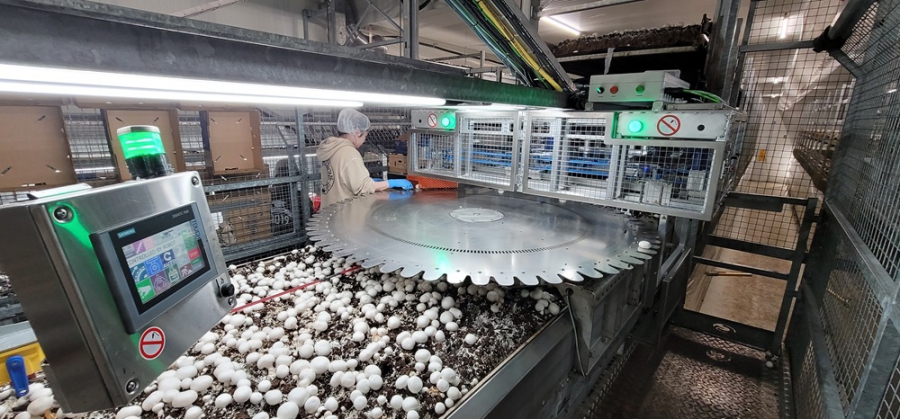 Mycionics robotic unit working over a mushroom bed