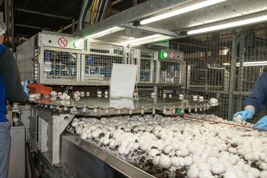 Mycionics robots on a drawer growing system