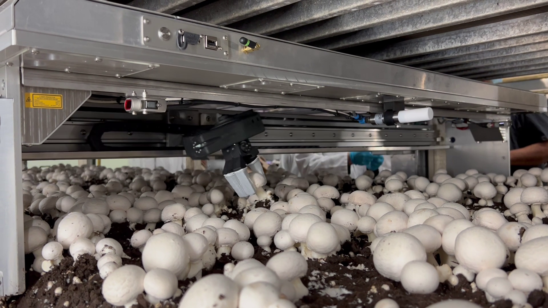 Early Mycionics robot picking mushrooms
