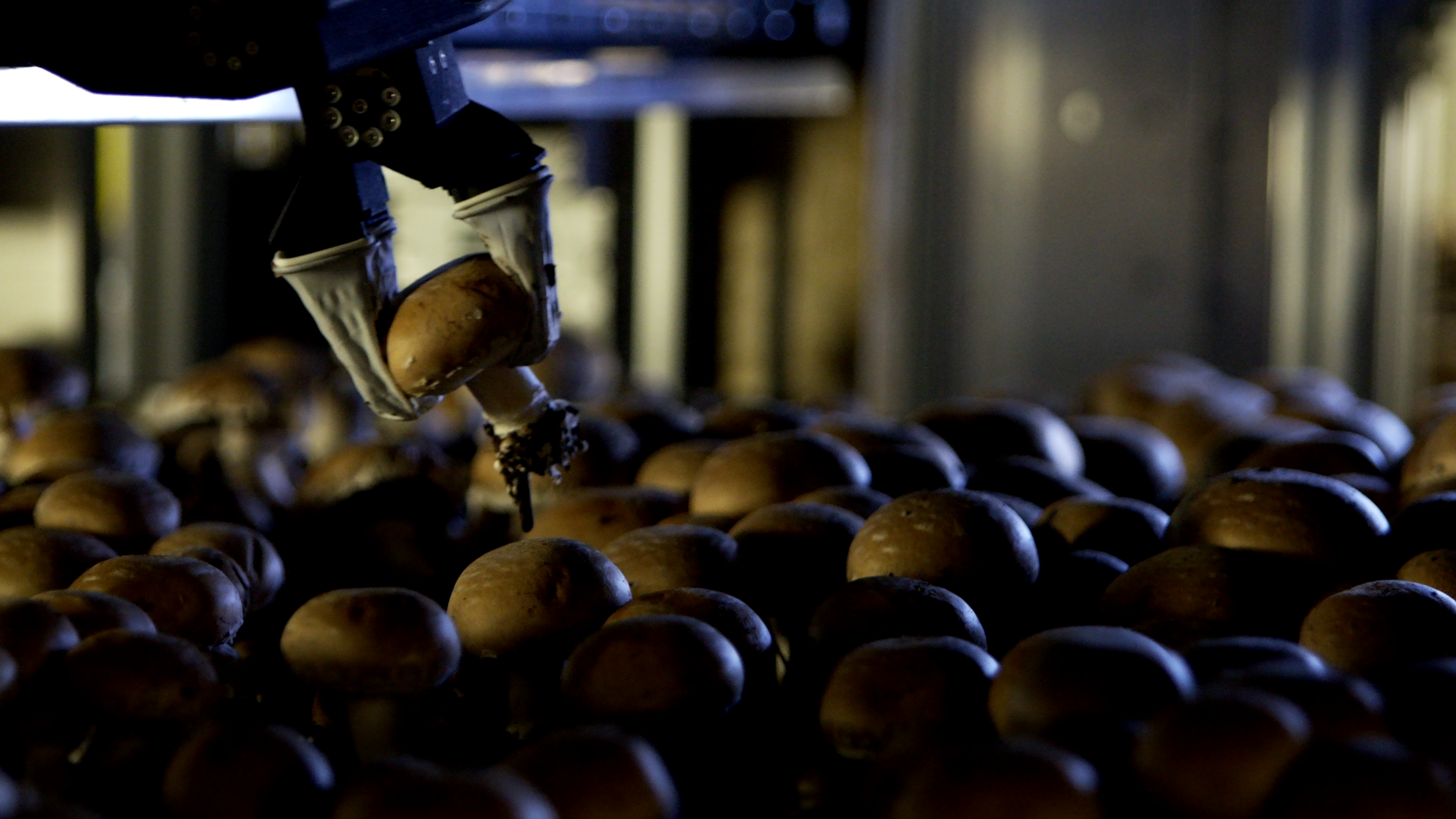 Mushrooms on a growing bed