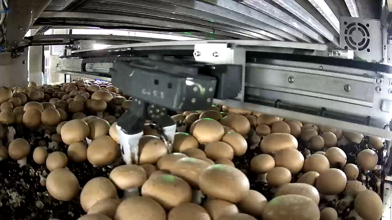 Early Mycionics shelf robot picking brown mushrooms, 2020