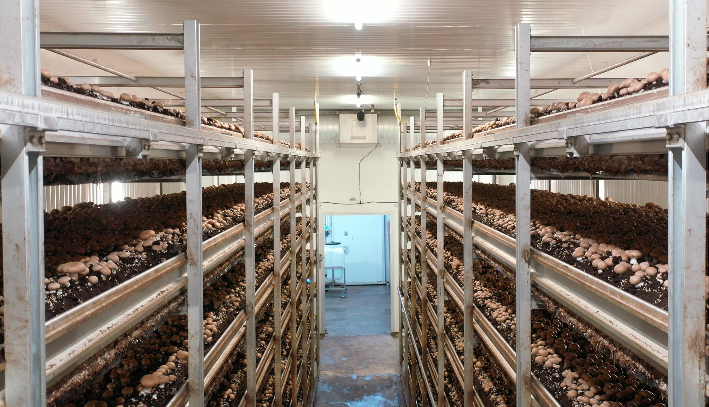 Commercial mushroom growing room with beds stacked several levels high