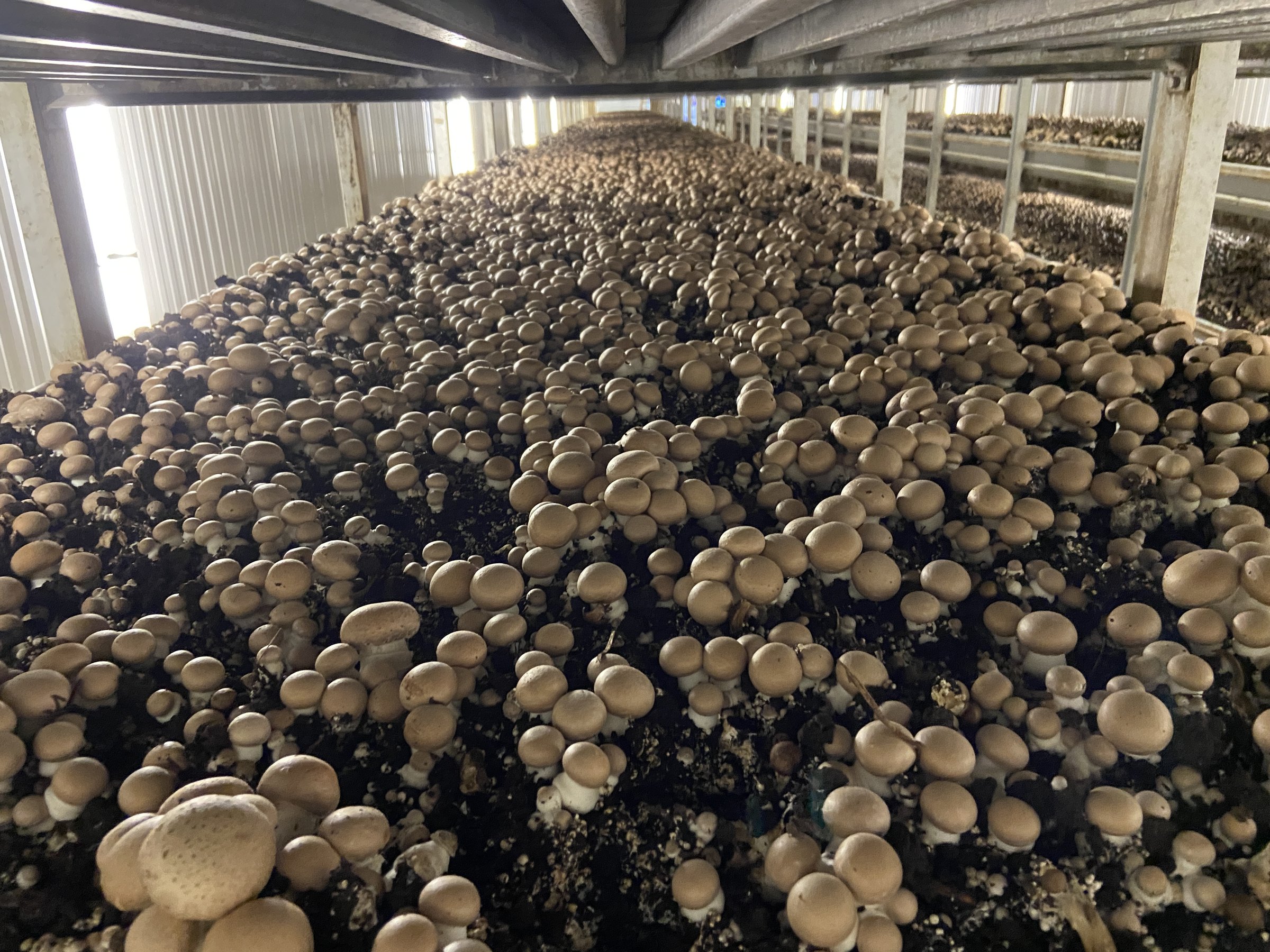 Growing bed full of brown mushrooms ready for harvest