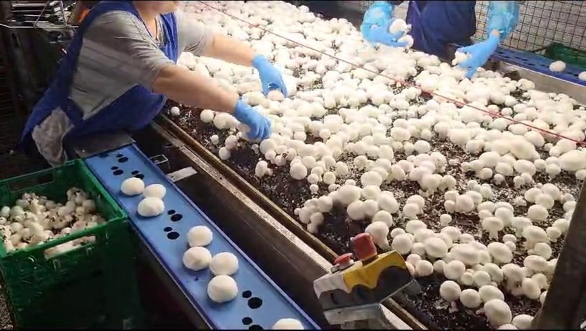 Pickers harvesting white mushrooms by hand