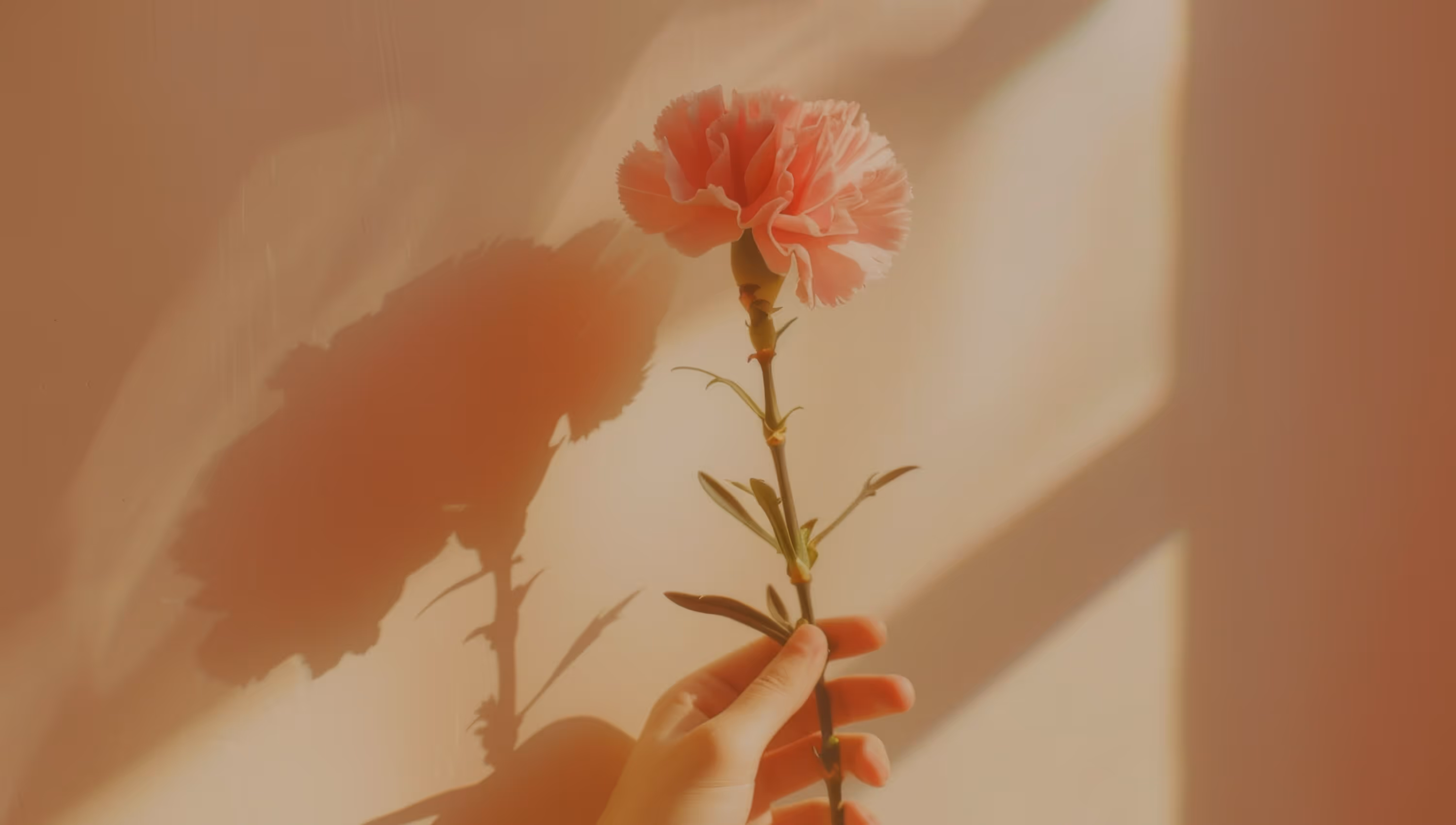 Hand holding a pink carnation flower with its shadow cast on a warm-toned background.