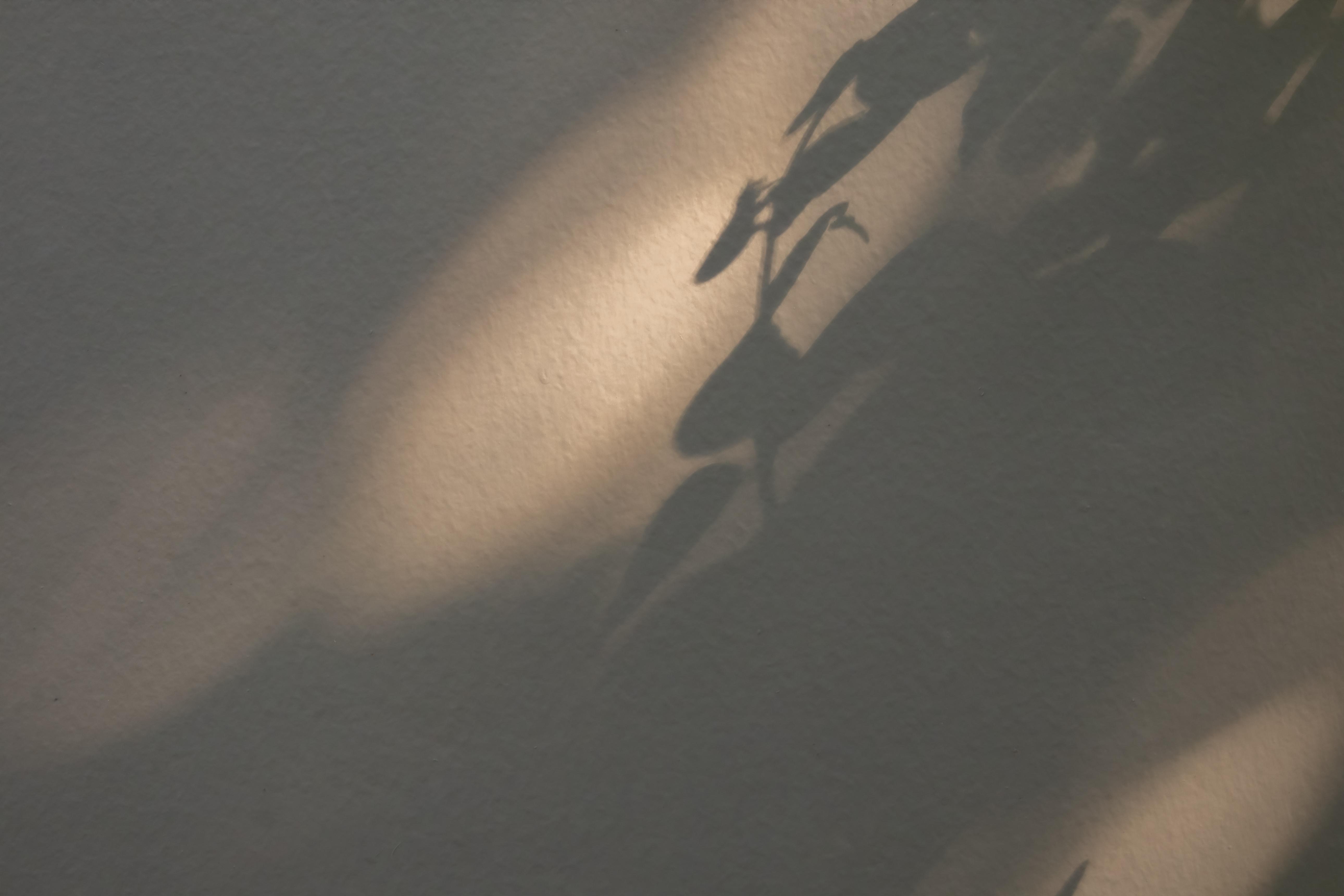 Shadow of small leaves and stems cast on a textured wall with soft light gradients.