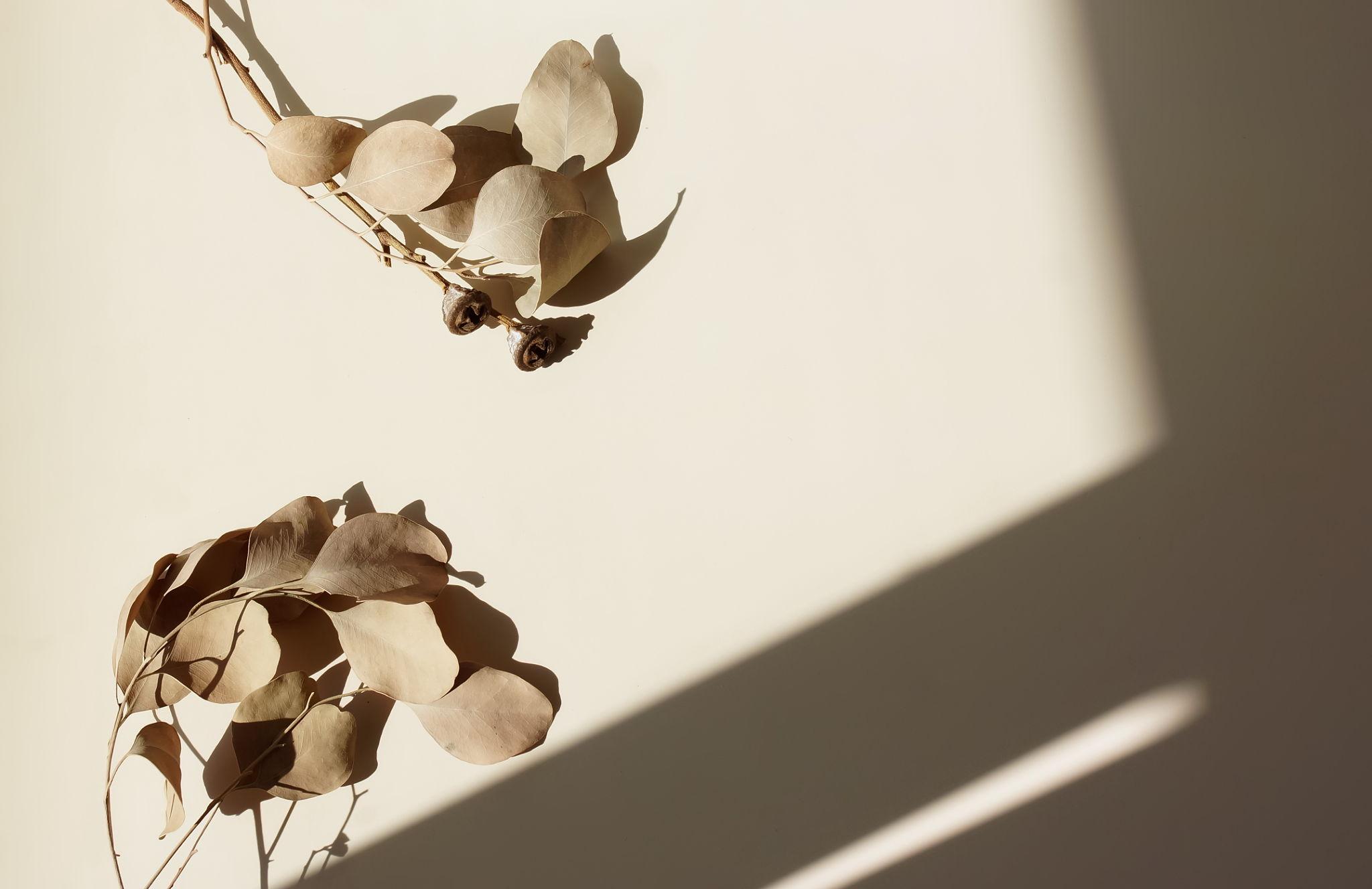 Two branches of dried beige leaves with shadows on a light beige background with sunlight casting angular shadows.