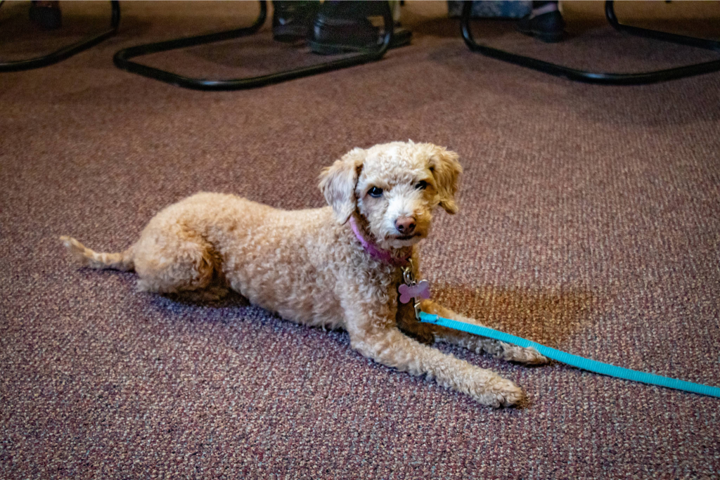 Small curly-haired light brown dog lying on carpet with blue leash attached to pink collar.