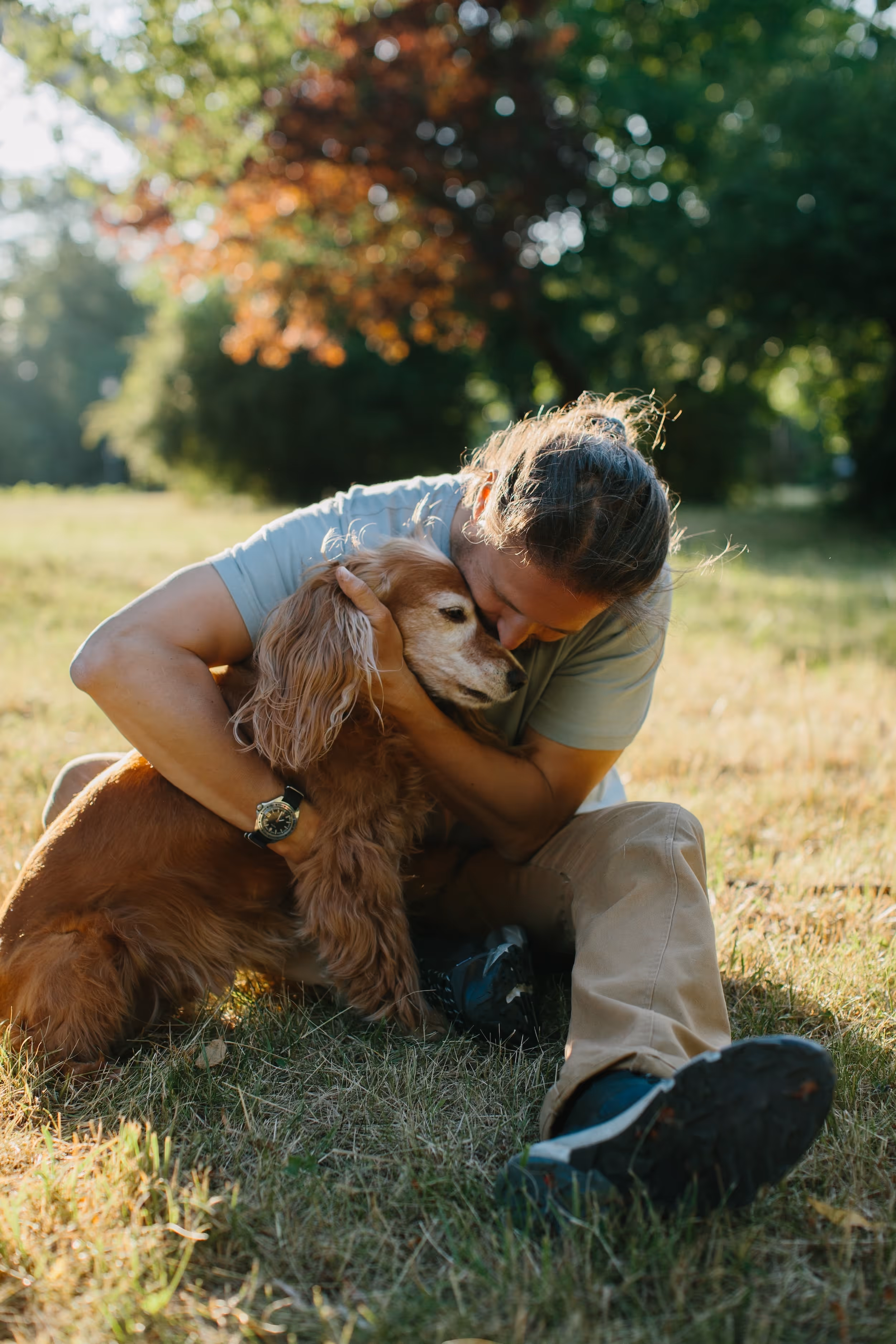Dog at the park stock image
