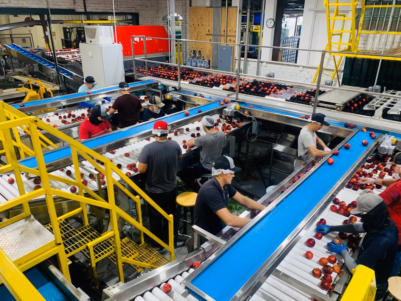 People on a produce processing floor.