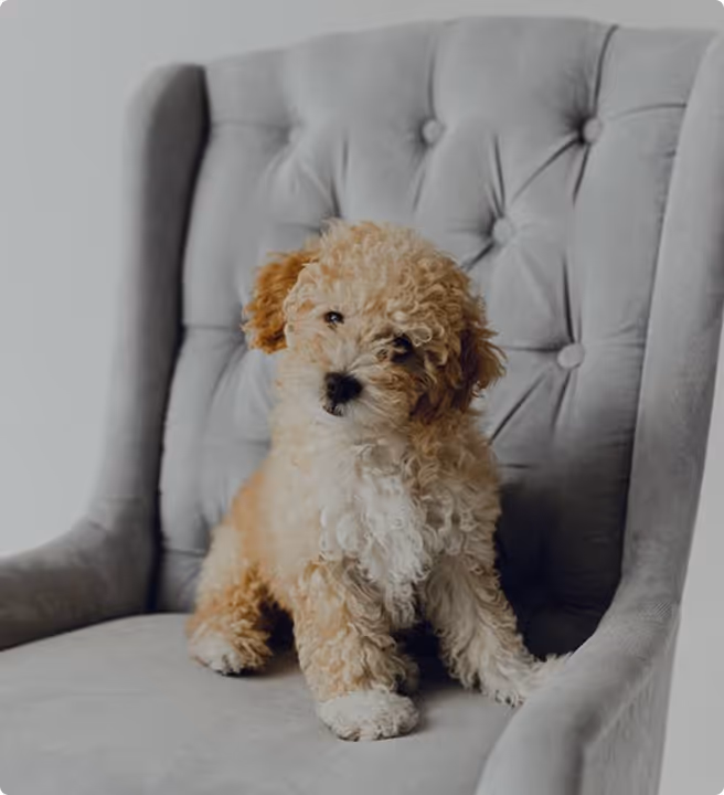 Curly-haired small dog with light brown and white fur sitting on a gray tufted armchair.