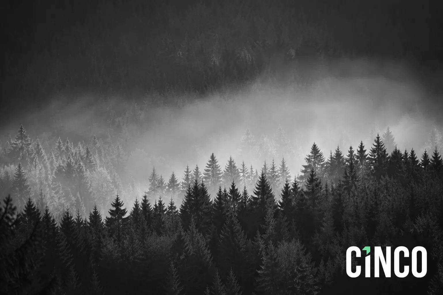 Black and white image of a dense forest in mist with a ‘CiNCO’ logo in the bottom right corner.