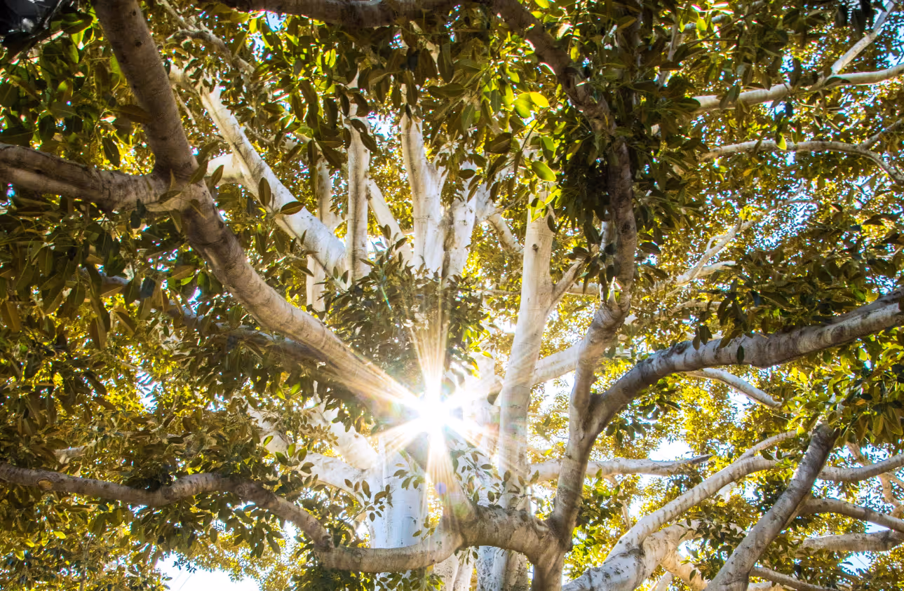 A tall eucalyptus tree with peeling bark and green leafy branches.