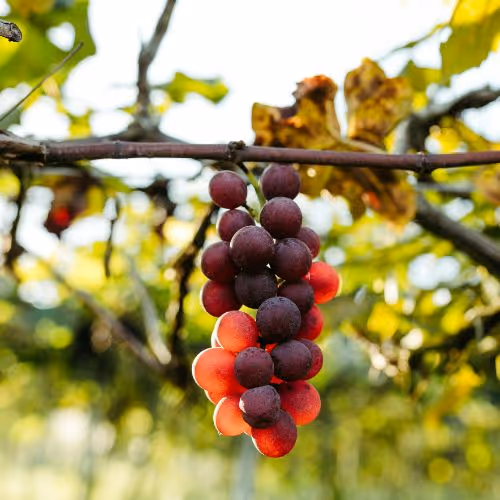 Wine grapes.