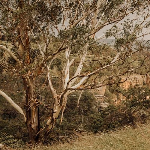 Australian bushland with native trees and dense vegetation.
