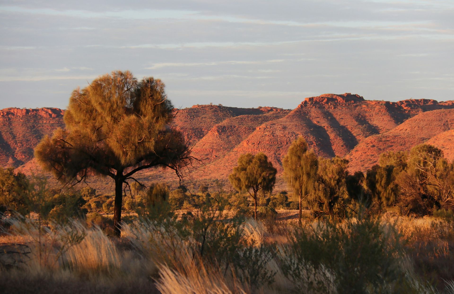 An Australian bushland landscape.