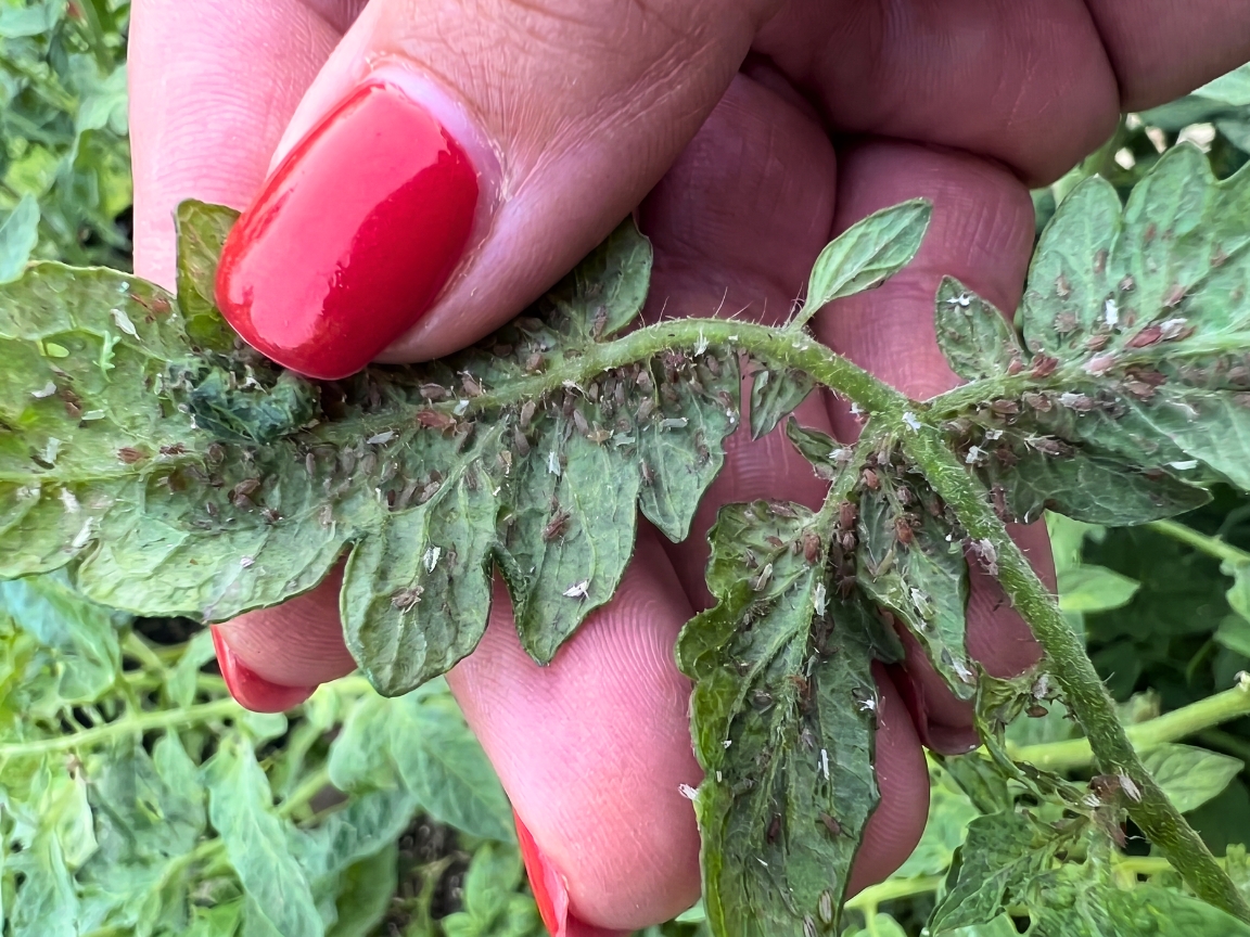 Aphids on tomato plant