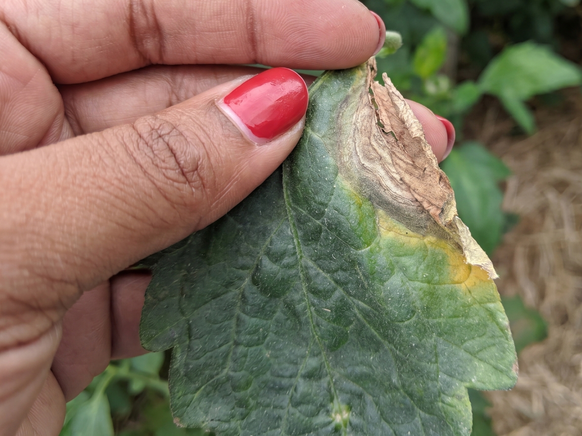 Gray mold on tomato leaf
