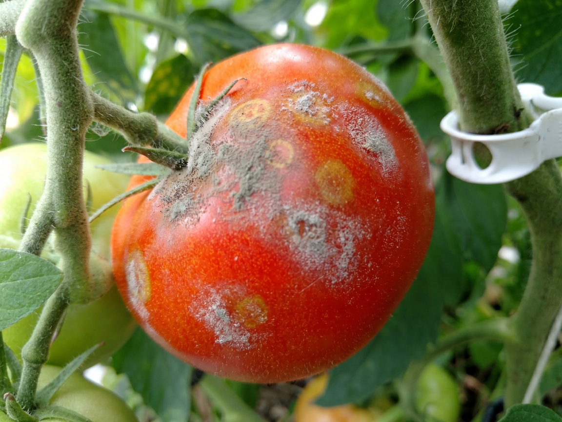 Gray mold on tomato fruit