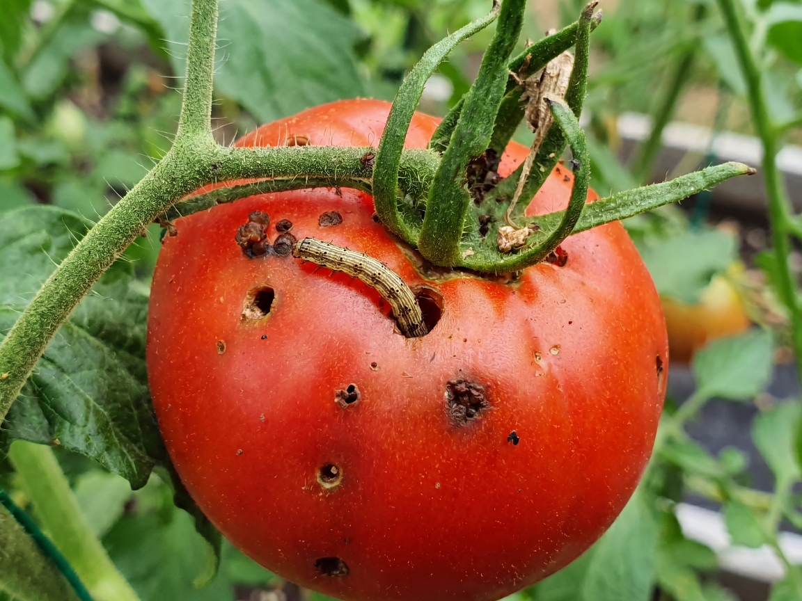 Tomato fruit worm damage