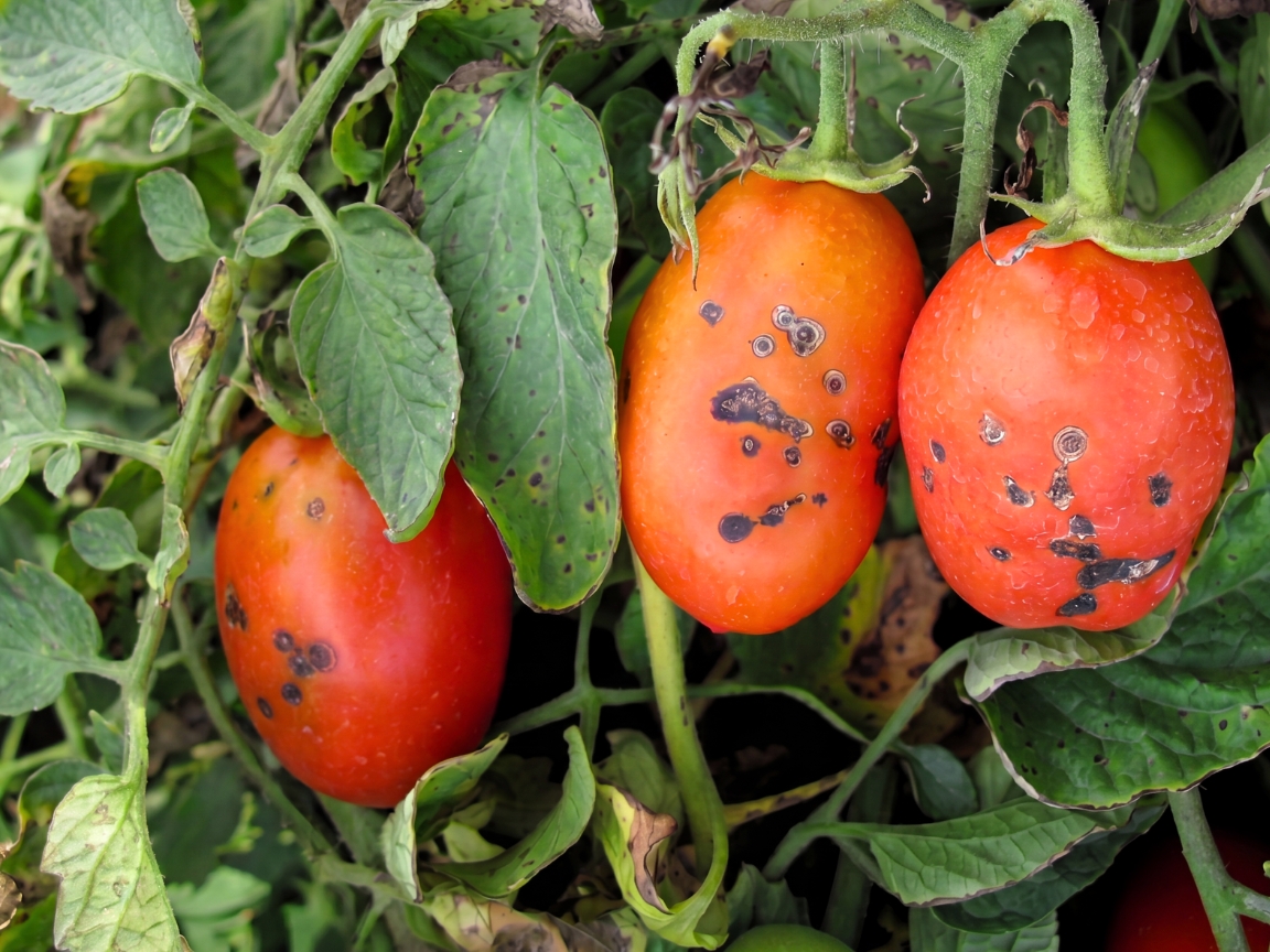 Bacterial spot on tomato