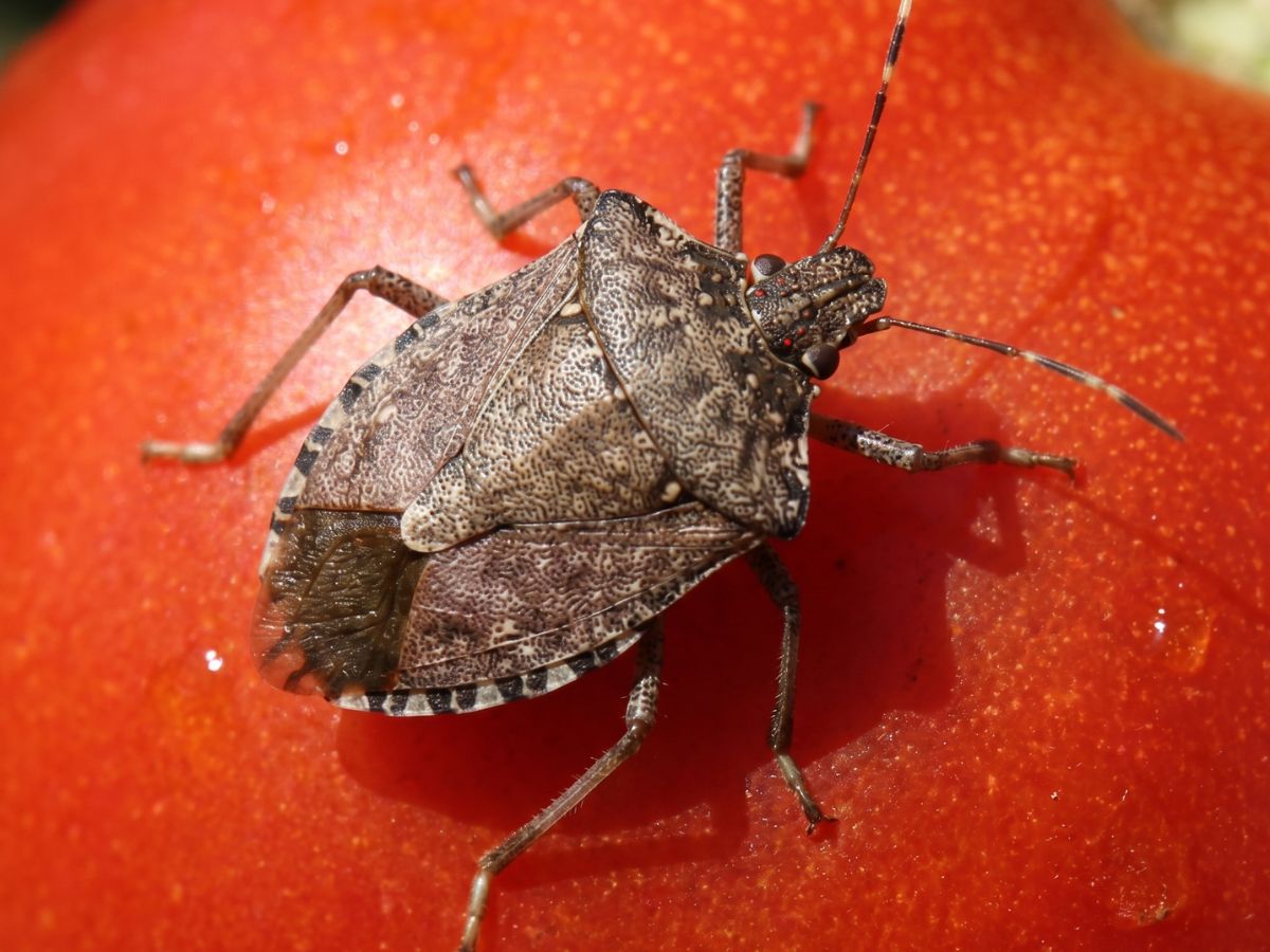 stink-bugs