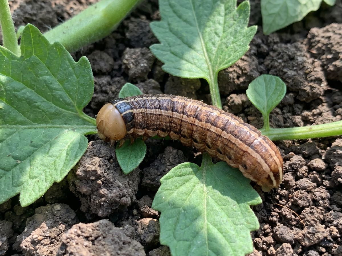 cutworms