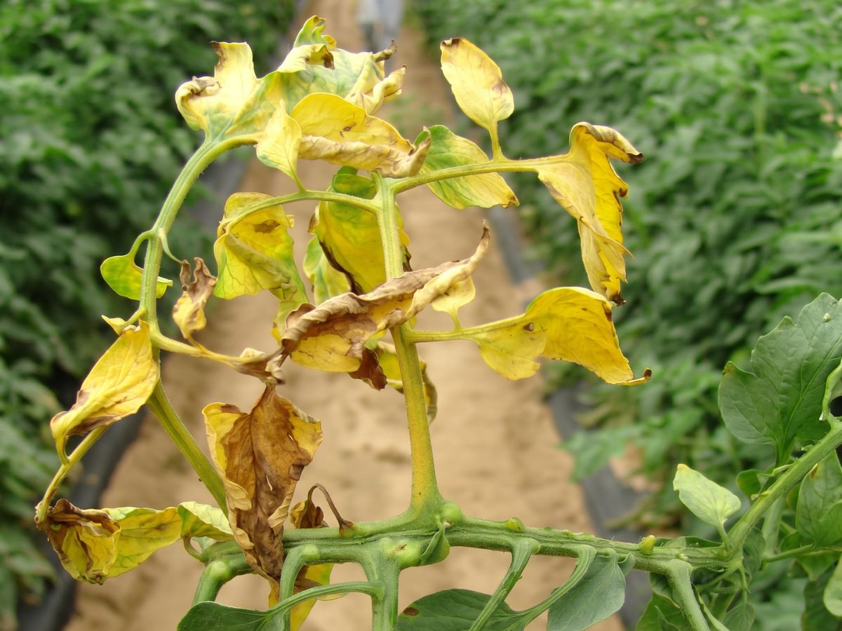fusarium-wilt