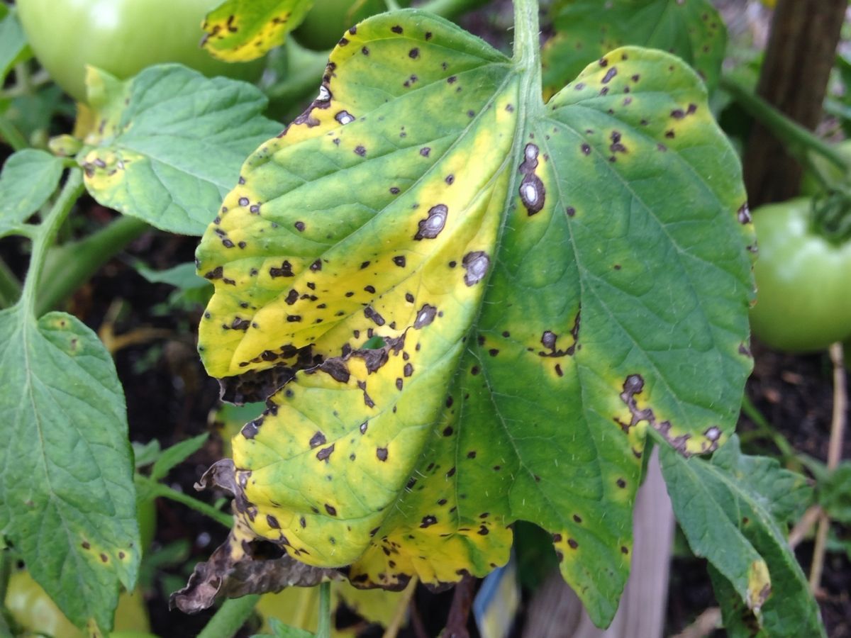 septoria-leaf-spot