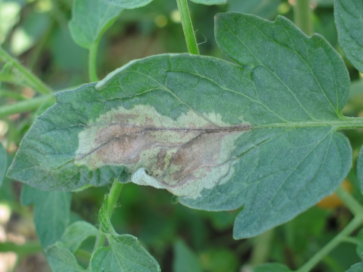 late-blight