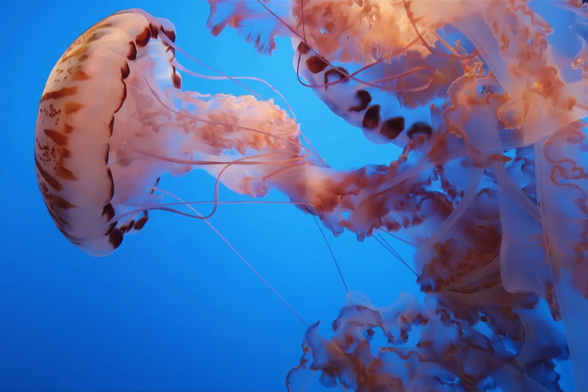 a group of jellyfish swimming in the water