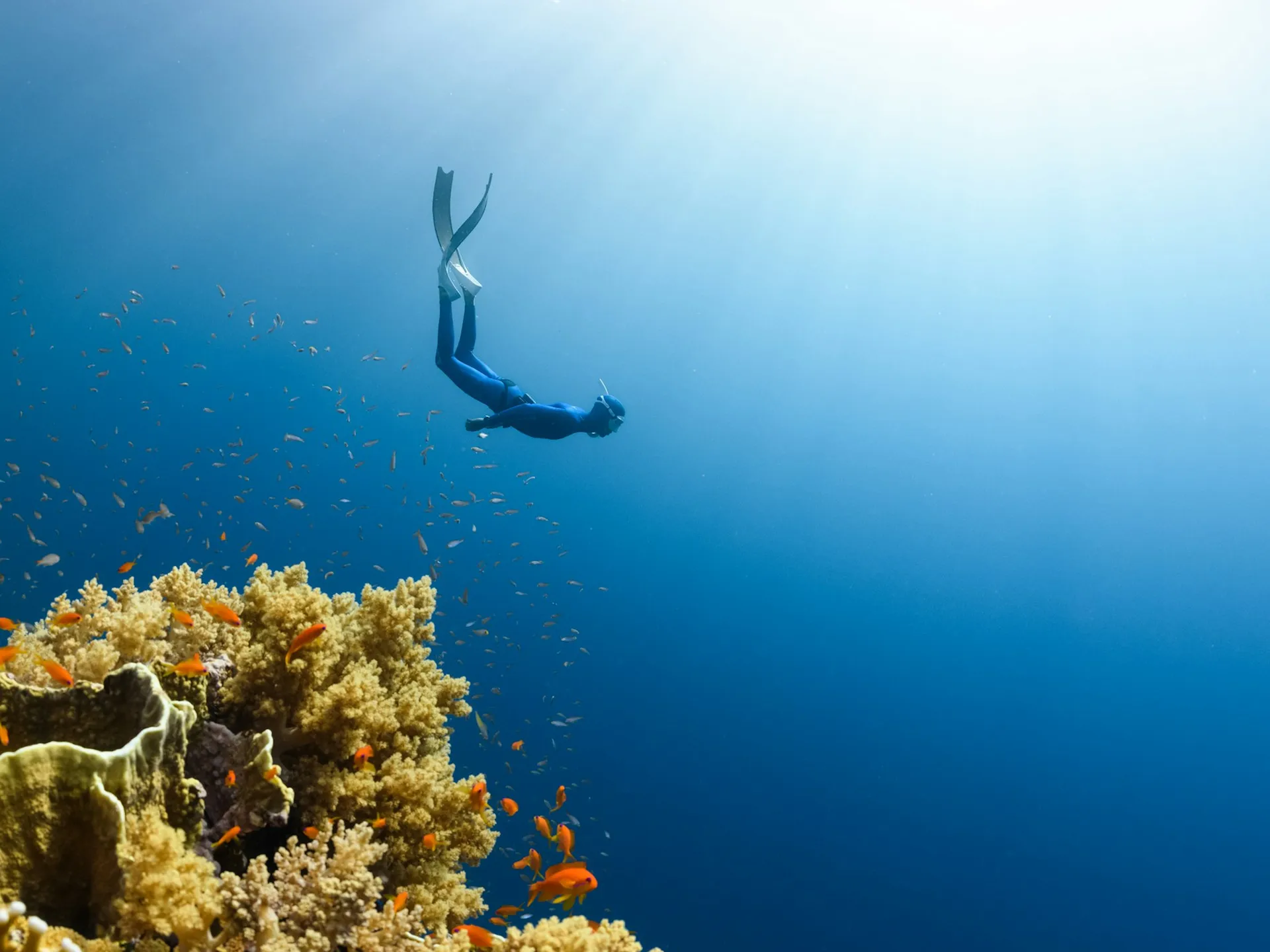 diver sea surrounded by wild nature