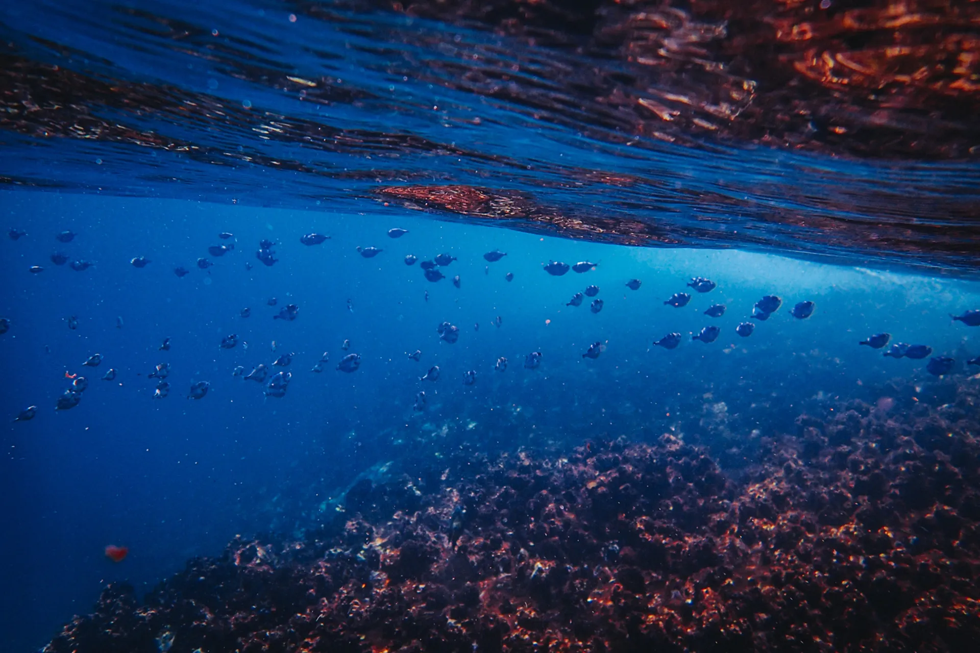 beautiful shot fishes swimming ocean