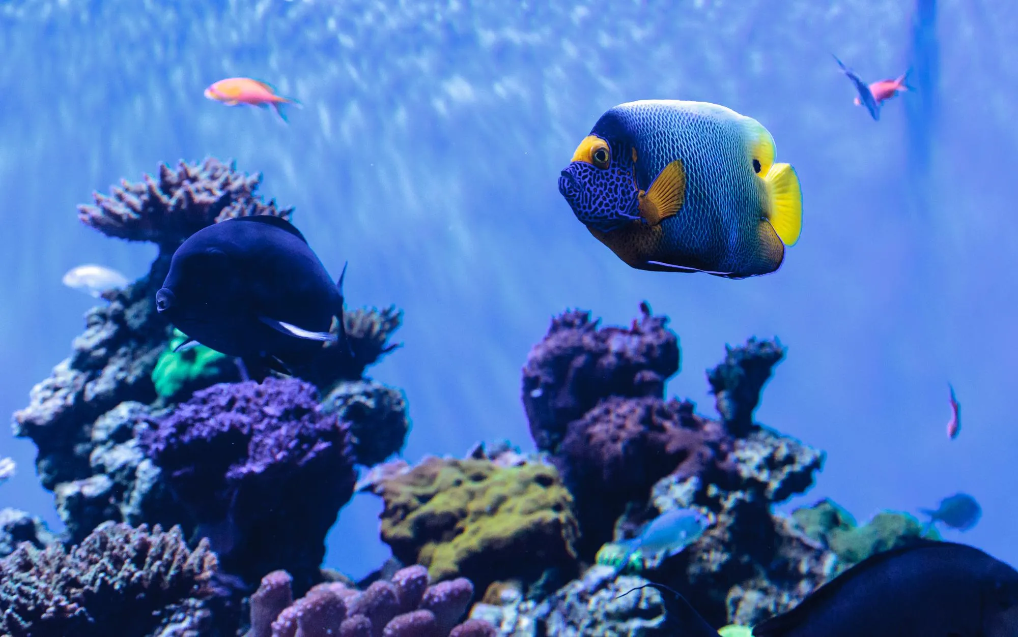 close up blueface angelfish aquarium