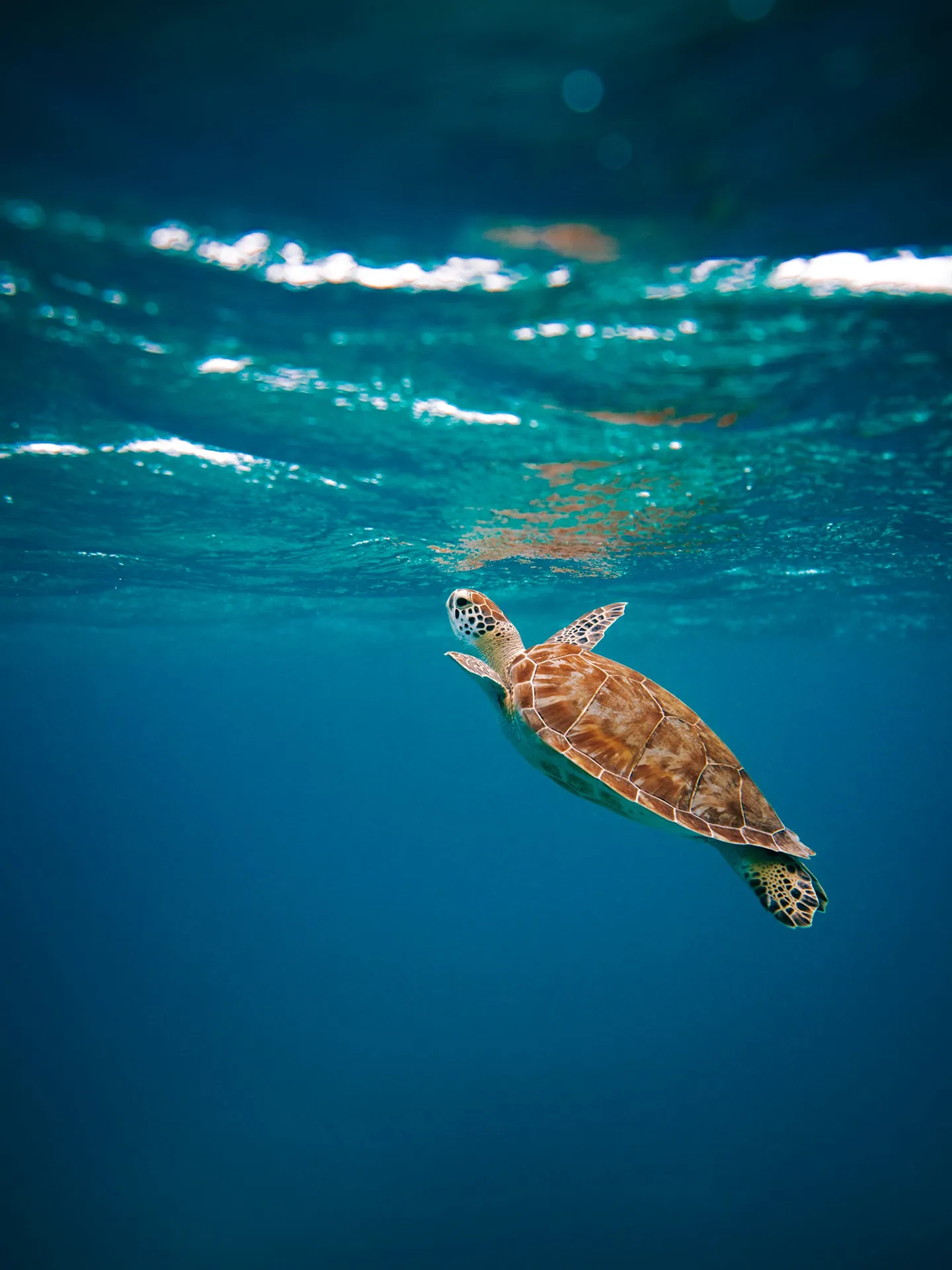 brown turtle in water during daytime