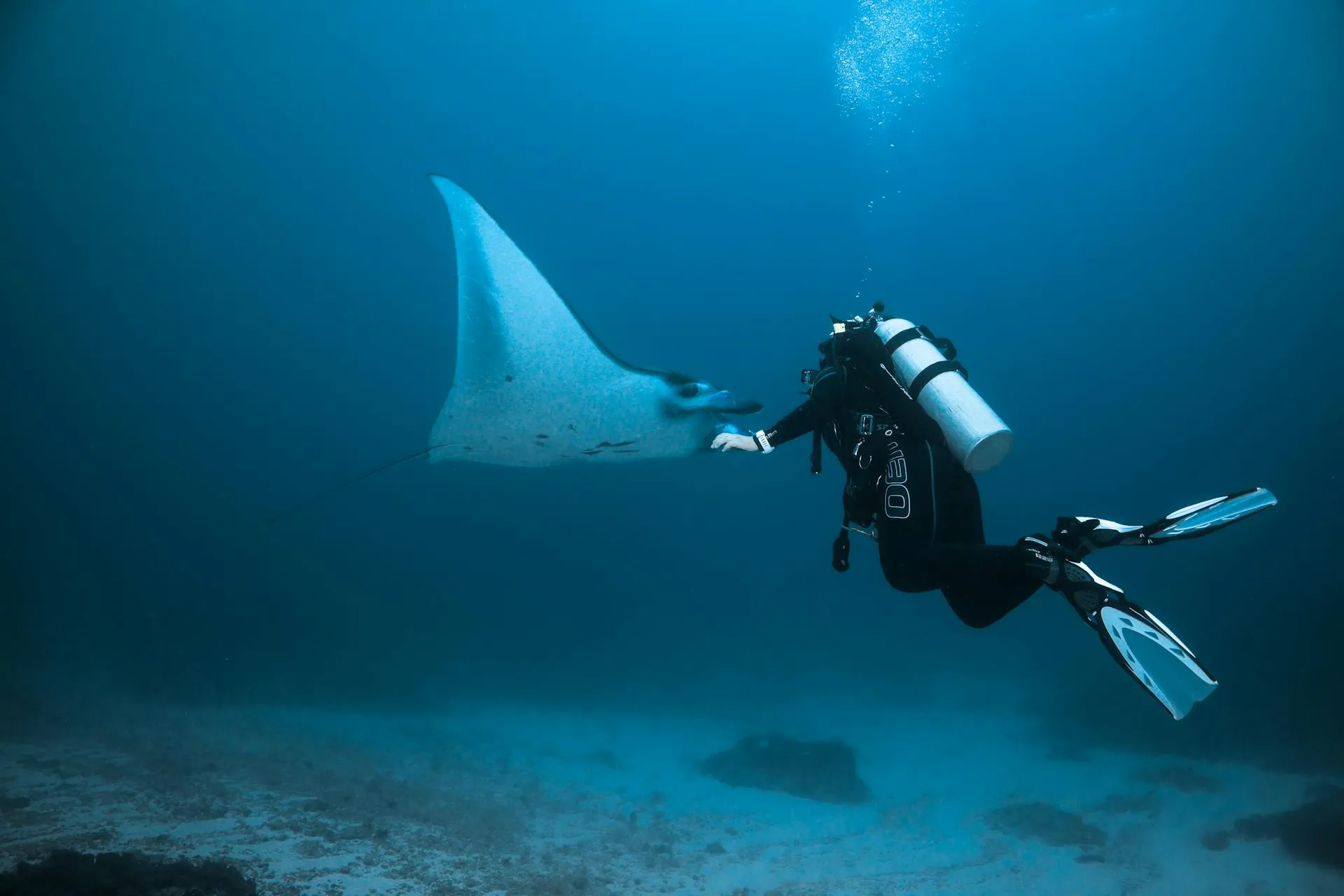 scuba diver with stingray