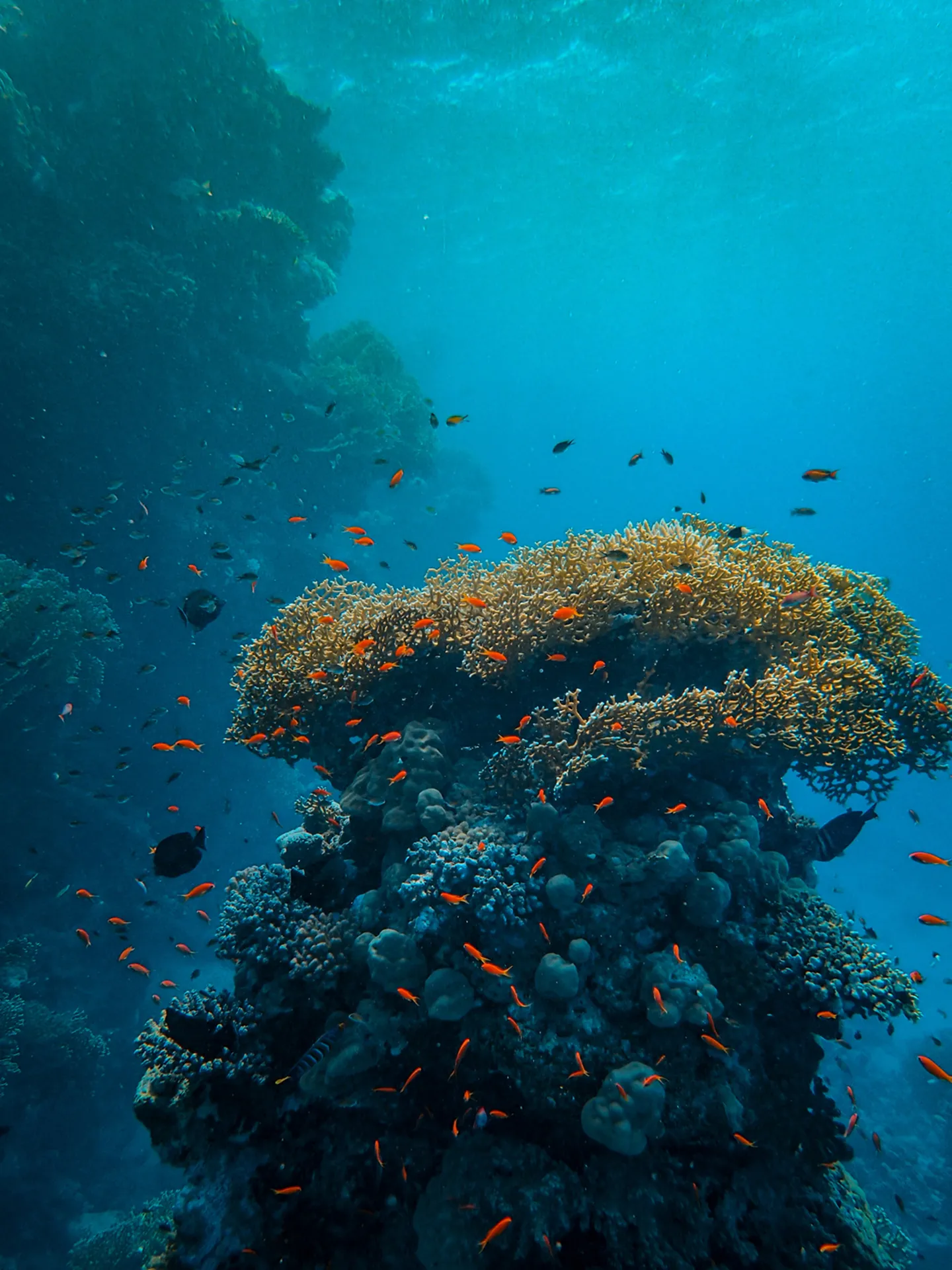 vertical shot small colorful fish swimming around beautiful corals sea
