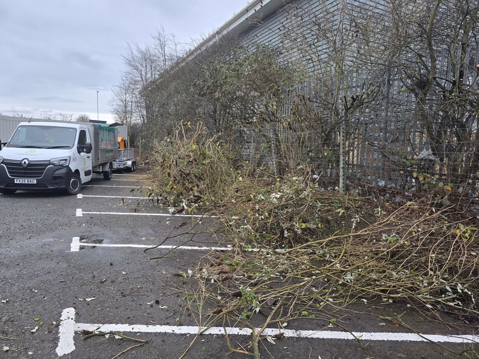 Trees in carpark